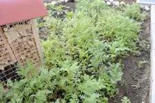 Blumenwiese2.webp