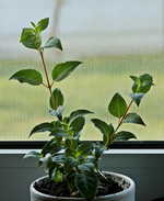 eine der 3 Fuchsien_06042016_500.webp