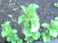 Spearmint.webp