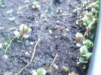 Gartenminze.webp