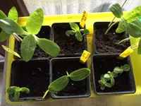 Sonnenblumen+1Gurke.webp