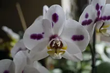 _DSC0223.webp