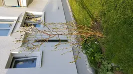 1460134413790.webp
