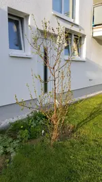 Kirschbaum.jpg