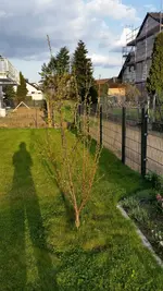 Kirschbaum1.webp