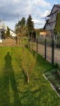 Kirschbaum1.jpg