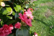 SAM_0919.webp