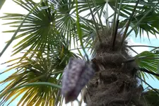 SAM_0924.webp