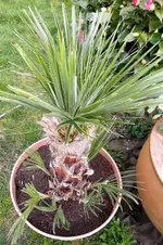 SAM_0925.webp