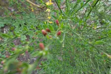 SAM_0927.webp