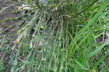 SAM_0928.webp