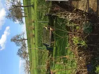 2016-04-06 nach der Nachpflanzung2 - vor Schnitt.webp