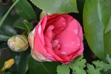 DSC_6284.jpg