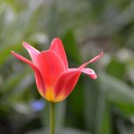 DSC_6451a.jpg