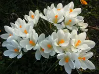 030.webp