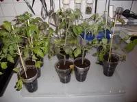 2016-04-06 3 x New Zealand pear - 4 x Bueberry - 2 x Super Marmande.webp