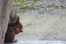 k-Eichhörnchen1.webp
