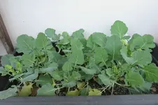 k-Kohlrabi.webp