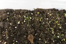 k-Salat.webp