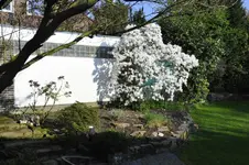 Sternmagnolie Garagenbeet.webp