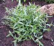 phlox divaricata.webp