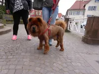 P1080297.webp