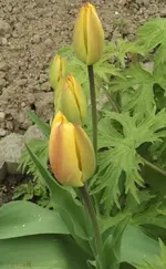 Tulpen gelb.webp