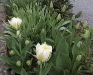 Tulpe weiss.webp