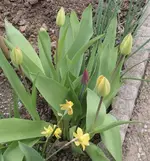 Strauss Tulpen bunt.webp