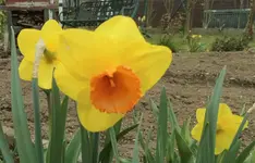 Osterglocke gelb.webp