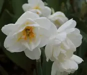 Osterglocke weiss.webp