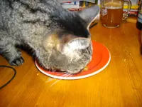 IMGP2679.webp