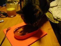 IMGP2678.webp