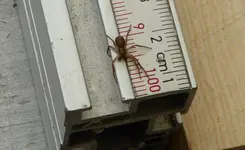 Spinnenvermessung.jpg