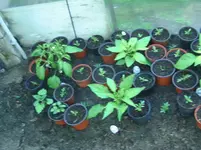 GWH (4).webp