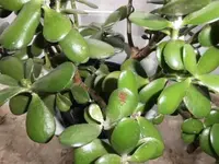 Bilda001.webp