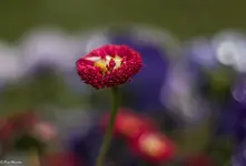 IMG_7060-2.webp