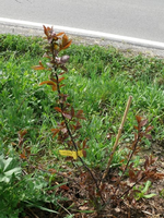 rotblättrige Krischpflaume.webp
