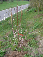 roter Weinberg Pfirsich.webp