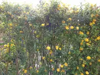 Gem. Hecke 04-'16.webp