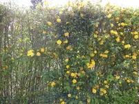 Gem. Hecke rückseitig 2016.webp