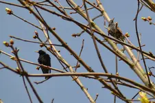 DSC_5387.webp