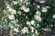 IMG_0270.webp