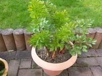 20160409_170704.webp