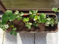 Erdbeeren.webp