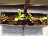 Pflücksalat.webp