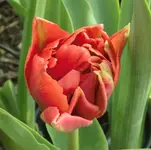 02 Tulpe.webp