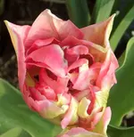 05 Tulpe.webp