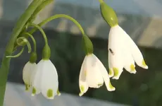 07 Märzenbecher.webp