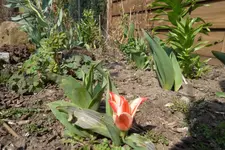 SAM_0937.webp
